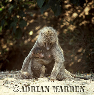 Baboon, baboon107.jpg 
248 x 250 compressed image 
(58,195 bytes)