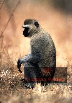 Baboon, baboon123.jpg 
244 x 349 compressed image 
(78,596 bytes)