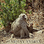 Baboon, Preview of: 
baboon105.jpg 
247 x 250 compressed image 
(84,560 bytes)
