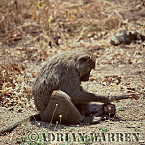 Baboon, Preview of: 
baboon106.jpg 
248 x 250 compressed image 
(74,080 bytes)