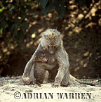 Baboon, Preview of: 
baboon107.jpg 
248 x 250 compressed image 
(58,195 bytes)