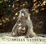 Baboon, Preview of: 
baboon108.jpg 
248 x 250 compressed image 
(58,777 bytes)