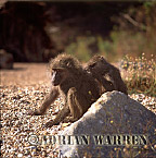 Baboon, Preview of: 
baboon110.jpg 
247 x 250 compressed image 
(61,838 bytes)