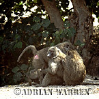 Baboon, Preview of: 
baboon115.jpg 
280 x 280 compressed image 
(82,336 bytes)