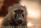 Baboon, Preview of: 
baboon116.jpg 
320 x 216 compressed image 
(50,159 bytes)