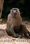 Baboon, Preview of: 
baboon118.jpg 
219 x 320 compressed image 
(63,854 bytes)