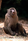Baboon, Preview of: 
baboon119.jpg 
217 x 320 compressed image 
(60,489 bytes)