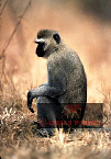 Baboon, Preview of: 
baboon123.jpg 
244 x 349 compressed image 
(78,596 bytes)