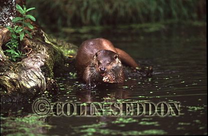 CSeddon11 : Eurasian Otter (Lutra lutra) eating fish, Suffolk, UK