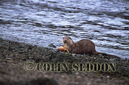 CSeddon16 : Eurasian Otter (Lutra lutra) eating crab, Scotland, UK