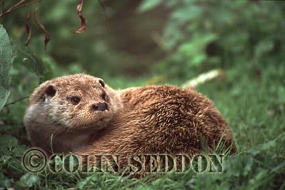 CSeddon22 : Eurasian Otter (Lutra lutra) laid up, Scotland, UK