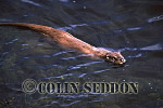 CSeddon08 : Eurasian Otter (Lutra lutra) swimming in sea, Shetland Islands, UK