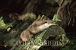CSeddon24 : Eurasian Otter (Lutra lutra) resting on rock, Suffolk, UK