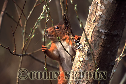 CSeddon52 : Red Squirrel (Sciurus vulgaris) in tree, Scotland, UK