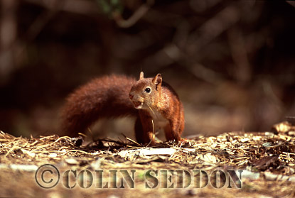 CSeddon53 : Red Squirrel (Sciurus vulgaris) on ground, Lanchashire, UK