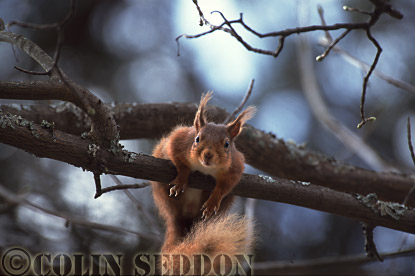 CSeddon55 : Red Squirrel (Sciurus vulgaris) in tree, Scotland, UK