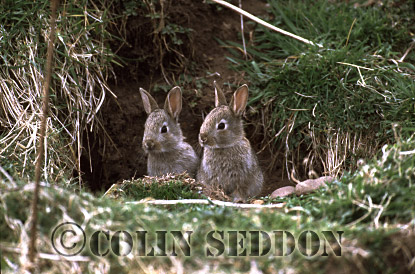CSeddon60 : Rabbits (Oryctolagus cuniculus) two immatures at burrow entrance, Scotland, UK
