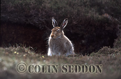 CSeddon61 : Mountain Hare (Lepus timidus) on heather moorland, Shetland Islands, UK