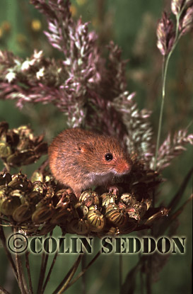 CSeddon62 : Harvest Mouse (Micromys minntus, Somerset, UK