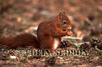 CSeddon50 : Red Squirrel (Sciurus vulgaris) eating nut, Lanchashire, UK
