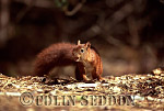 CSeddon53 : Red Squirrel (Sciurus vulgaris) on ground, Lanchashire, UK