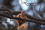 CSeddon55 : Red Squirrel (Sciurus vulgaris) in tree, Scotland, UK