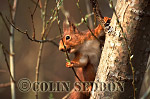 CSeddon56 : Red Squirrel (Sciurus vulgaris) in tree, Scotland, UK