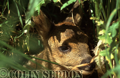 CSeddon38 : Roe Deer (Capreolus capreolus) kid, Somerset, UK