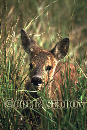 CSeddon39 : Roe Deer (Capreolus capreolus) kid, Somerset, UK