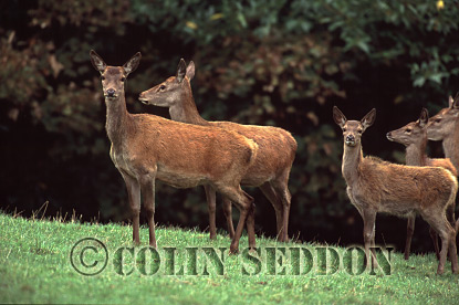 CSeddon40 : Red Deer (Cervus elaphus) hind and calf, Exmoor, UK