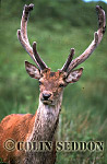 CSeddon28 : Red Deer (Cervus elaphus) stag in velvet with flies, Scotland, UK