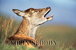 CSeddon30 : Red Deer (Cervus elaphus) hind yawnings, Scotland, UK
