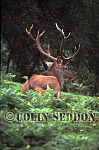 CSeddon32 : Red Deer (Cervus elaphus) stag, Scotland, UK