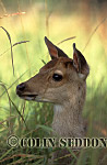 CSeddon33 : Young Sika Deer (Cervus rippon), Somerset, UK