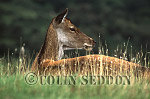 CSeddon34 : Red Deer (Cervus elaphus) hind, Scotland, UK