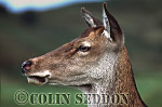 CSeddon35 : Red Deer (Cervus elaphus) hind, Scotland, UK