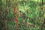 CSeddon37 : Roe Deer (Capreolus capreolus) kid, Somerset, UK