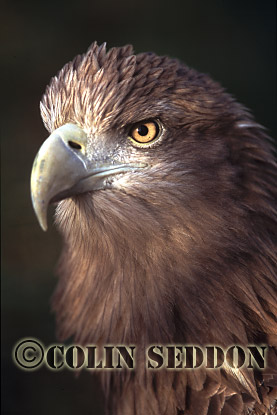 CSeddon0068 : White-tailed Eagle (Haliaetus albicilla), Scotland, UK