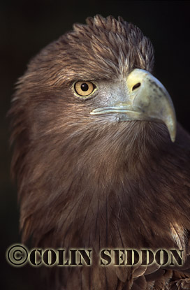 CSeddon0069 : White-tailed Eagle (Haliaetus albicilla), Scotland, UK