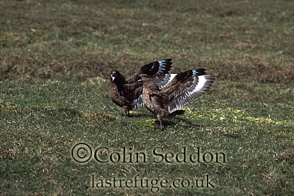 CSeddon0147 : Great Skuas (Stercorarius skua), Shetland Islands