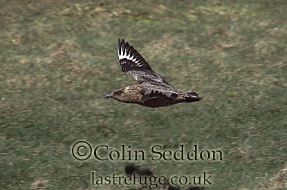 CSeddon0169 : Great Skua (Stercorarius skua), Shetland Islands