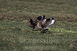 CSeddon0147 : Great Skuas (Stercorarius skua), Shetland Islands