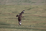 CSeddon0168 : Great Skua (Stercorarius skua), Shetland Islands