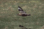 CSeddon0169 : Great Skua (Stercorarius skua), Shetland Islands
