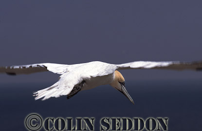 CSeddon0092 : Gannet (Sula bassana) flying, Bass rock, Scotland, UK