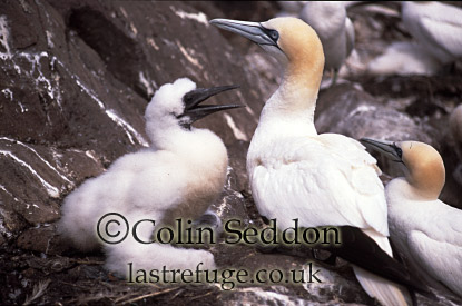 CSeddon0093 : Gannet with Chick (Sula bassana), Bass rock, Scotland, UK