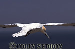 CSeddon0092 : Gannet (Sula bassana) flying, Bass rock, Scotland, UK