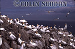 CSeddon0102 : Gannet Colony (Sula bassana), Bass rock, Scotland, UK