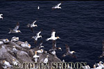 CSeddon0103 : Gannet Colony (Sula bassana), Bass rock, Scotland, UK
