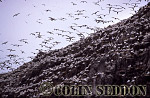 CSeddon0163 : Gannet Colony (Sula bassana), Bass rock, Scotland, UK